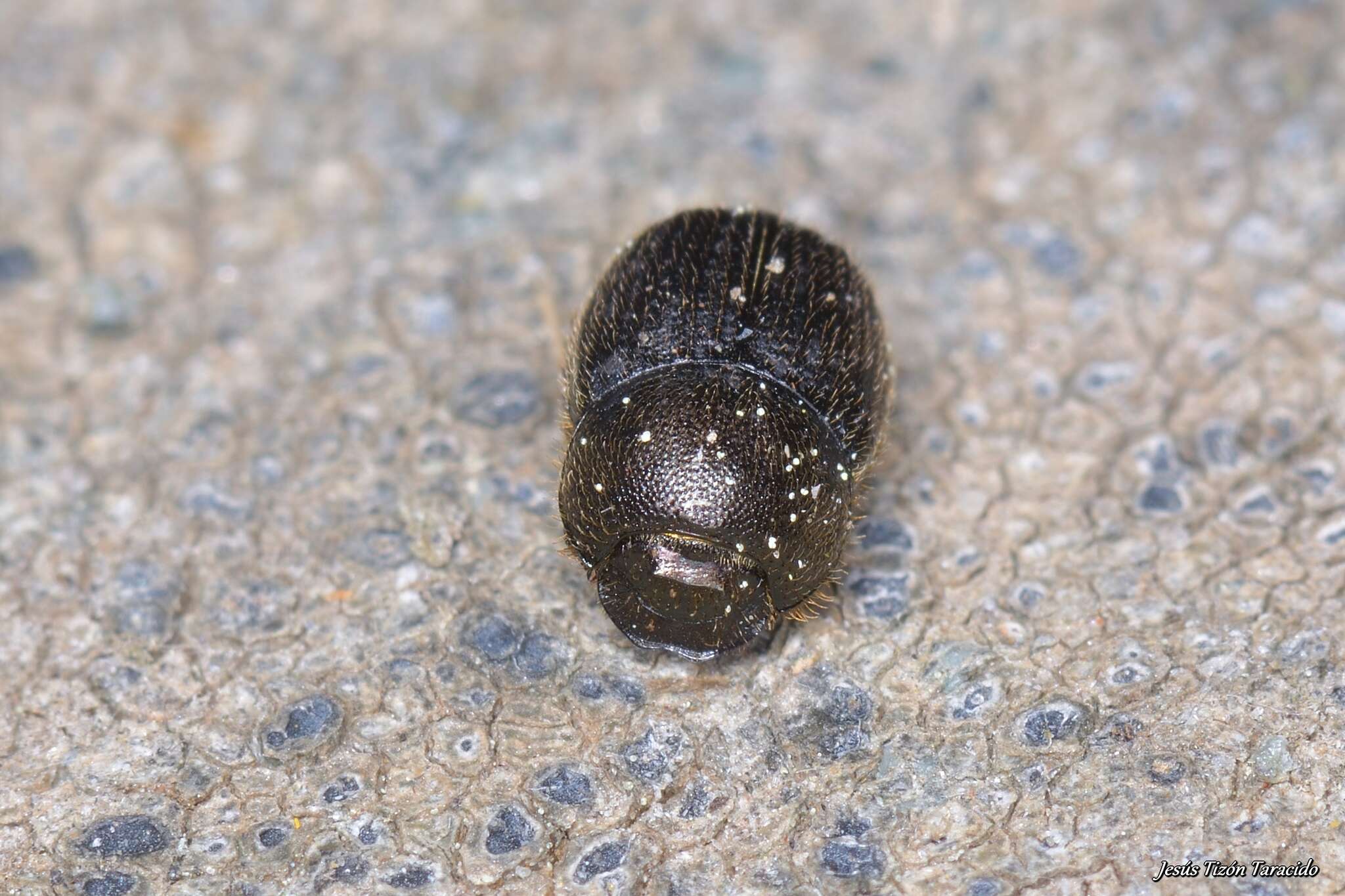 Слика од Onthophagus (Palaeonthophagus) joannae Goljan 1953