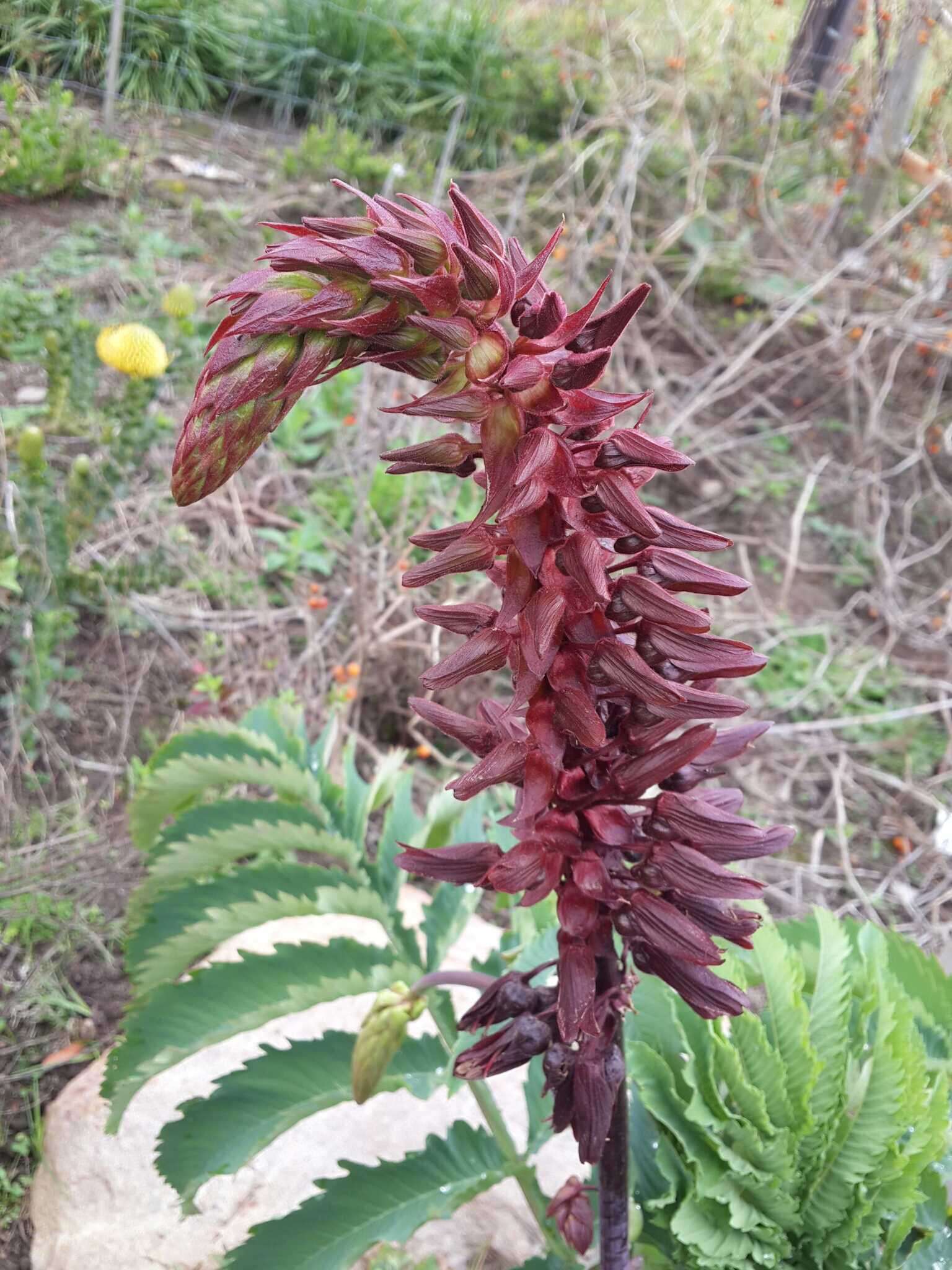 Image de Melianthus major L.