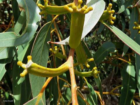 Sivun Eucalyptus gomphocephala A. Cunn. ex DC. kuva