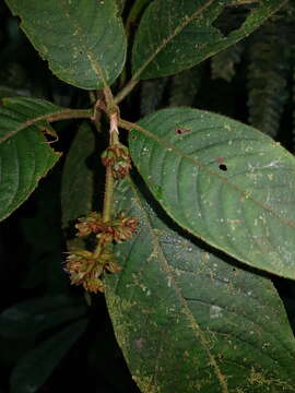 Image of Palicourea pilosa (Ruiz & Pav.) Borhidi