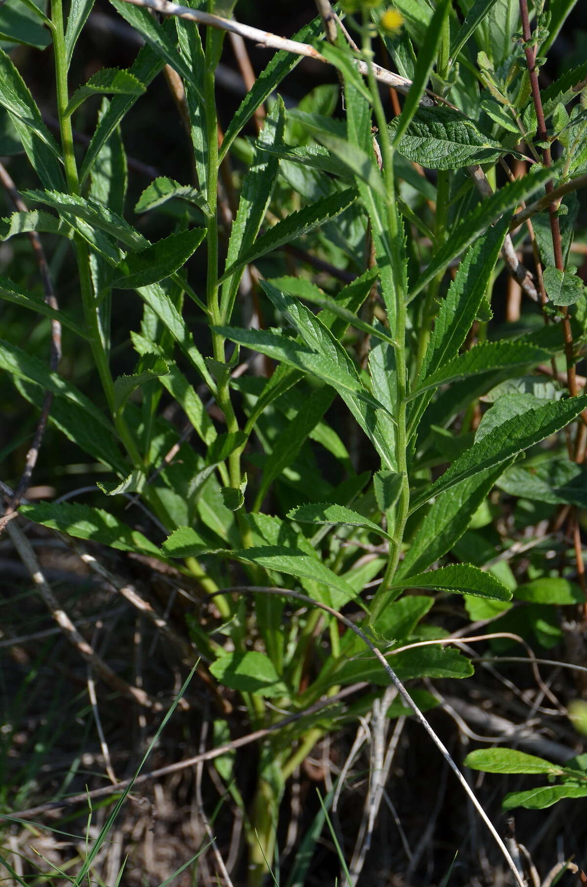 Imagem de Jacobaea paludosa subsp. paludosa