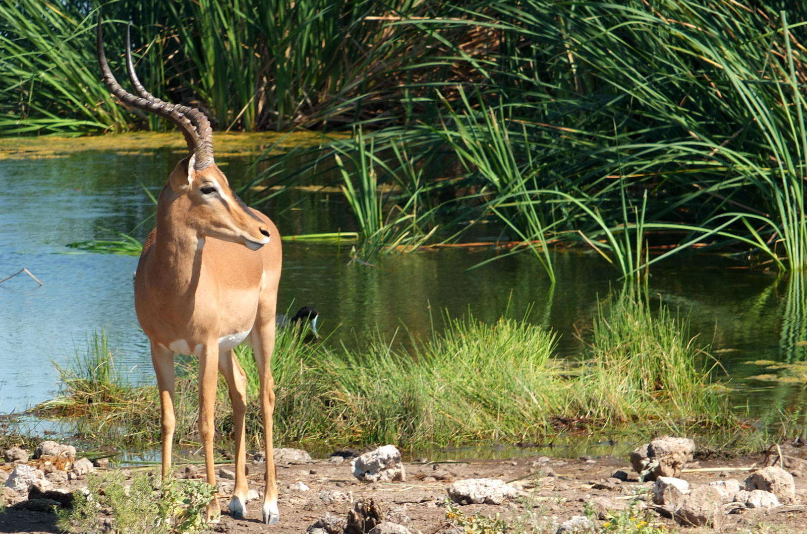 Image of Black-faced Impala