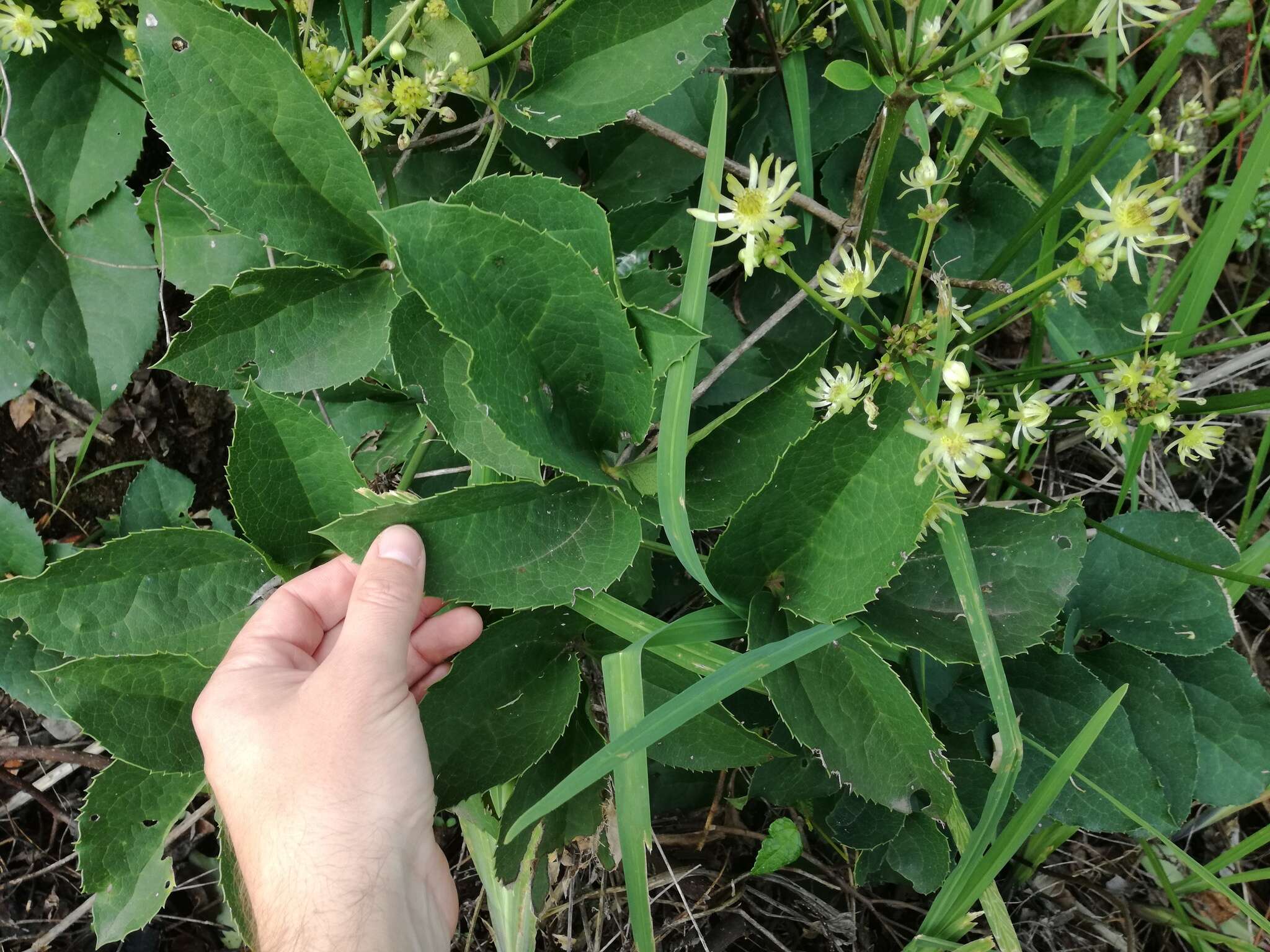 Image of Knowltonia vesicatoria subsp. grossa H. Rasmussen