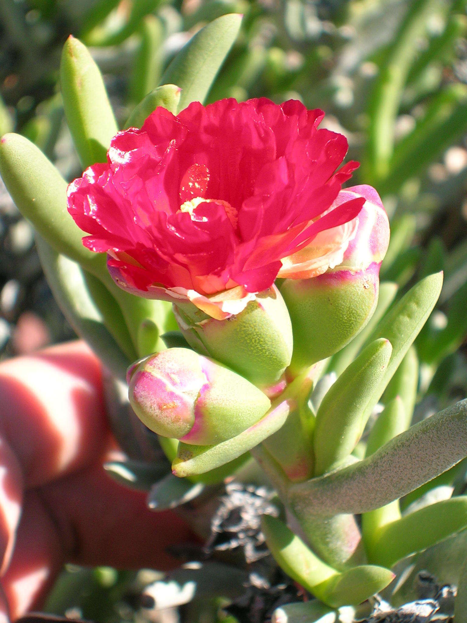 Image of Ruschia marianae (L. Bol.) Schwant.