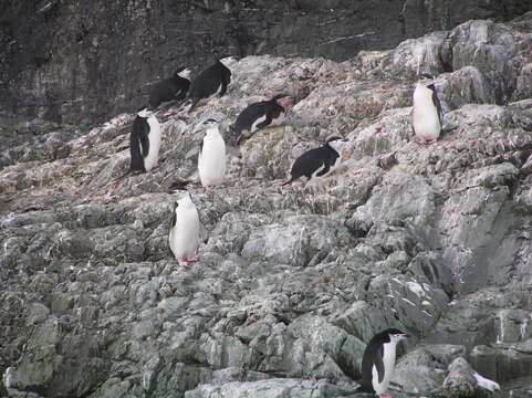 Plancia ëd Pygoscelis antarcticus (Forster & JR 1781)