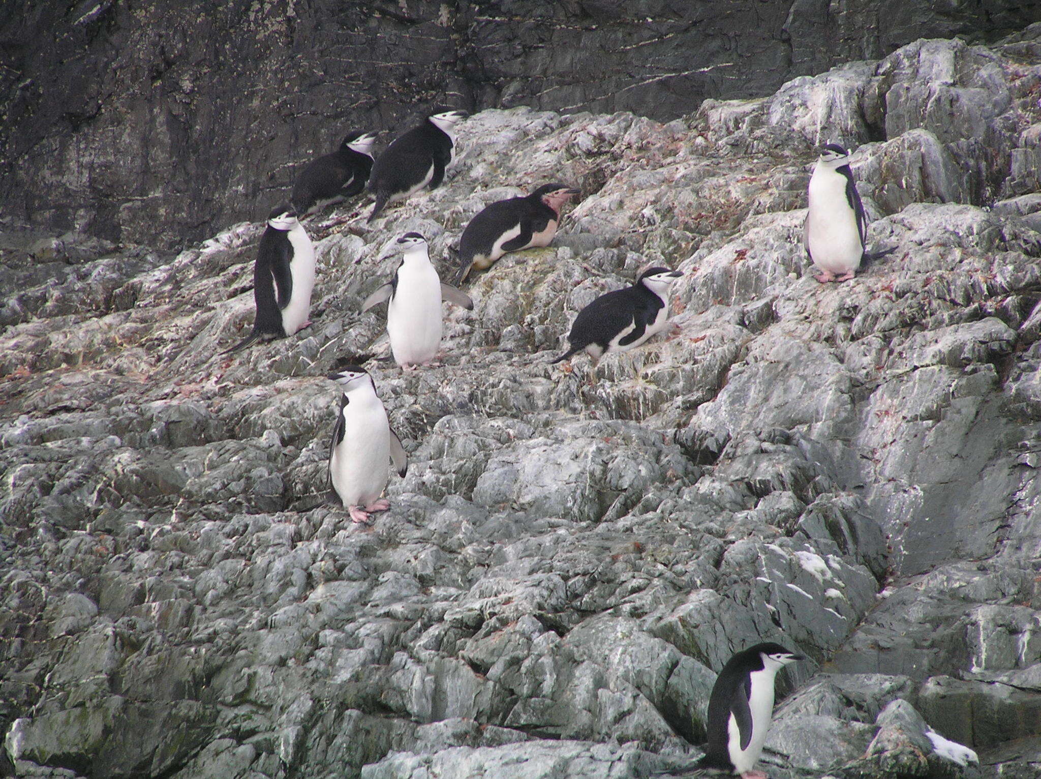 Plancia ëd Pygoscelis antarcticus (Forster & JR 1781)