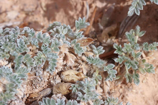 Plancia ëd Oxytropis oreophila var. juniperina S. L. Welsh