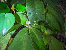 Image of Amalophyllon macrophyllum (Wiehler) Boggan, L. E. Skog & Roalson