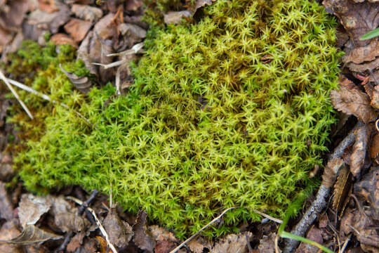 Image of Syntrichia robusta Zander 1993