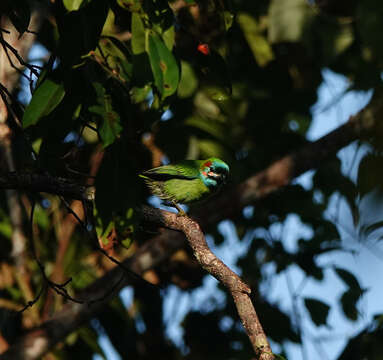 Image of Black-eared Barbet