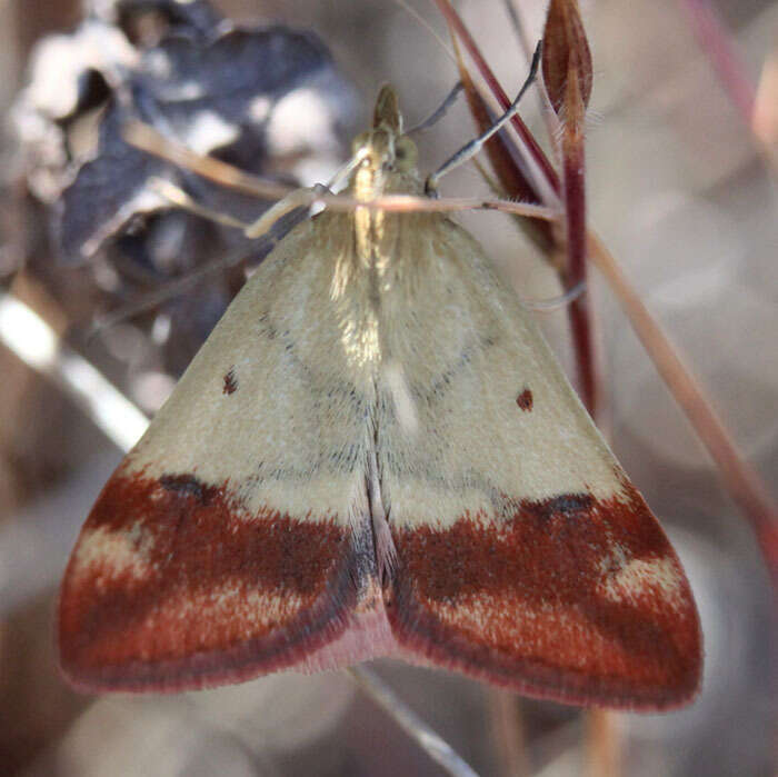 Image of Pyrausta semirubralis Packard 1873