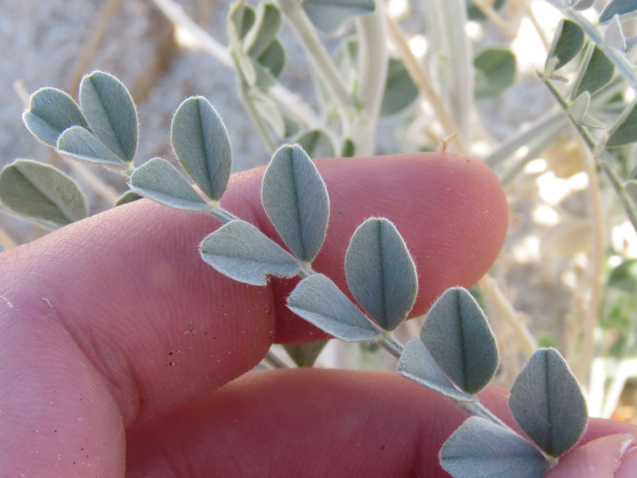 Imagem de Astragalus lentiginosus var. coachellae Barneby