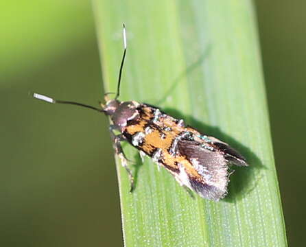 Image of Pancalia leuwenhoekella Linnaeus 1758