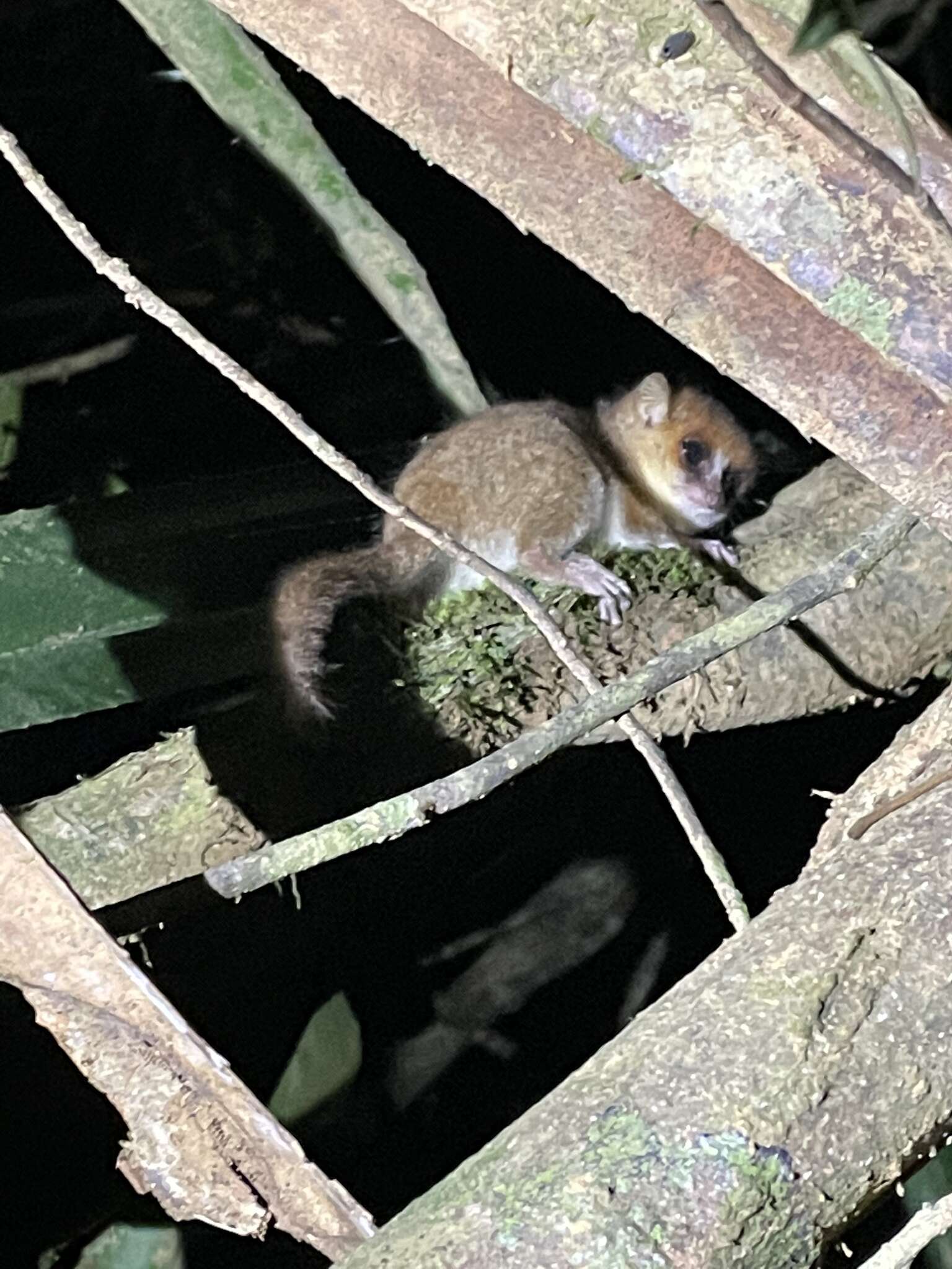 Image of Goodman's Mouse Lemur