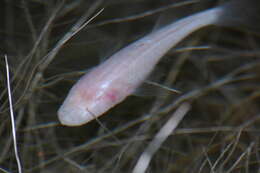 Image of Typhleotris madagascariensis Petit 1933