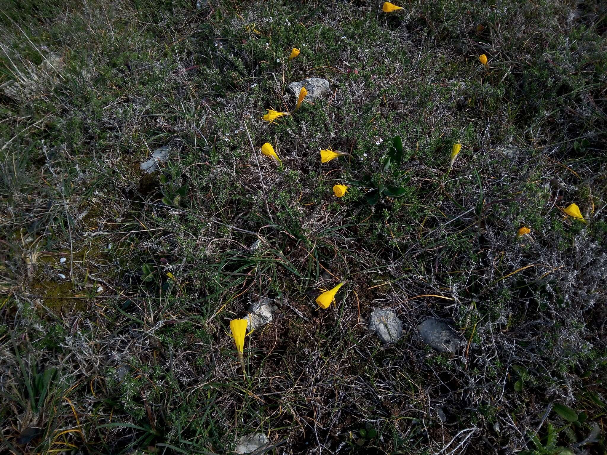 Image of petticoat daffodil