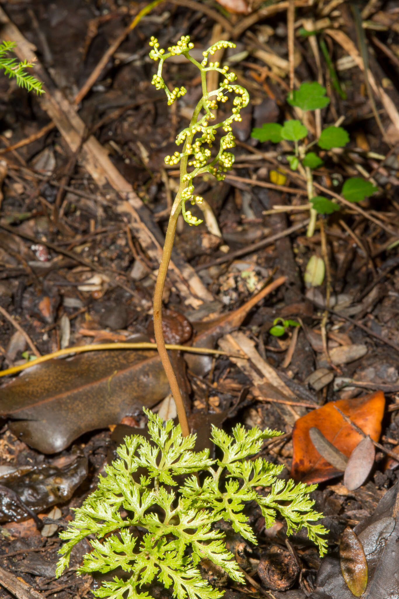 Image of Sceptridium biforme Lyon