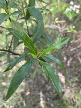 Image of Sticky daisy bush