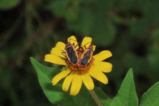 Imagem de Dysdercus (Dysdercus) mimulus Hussey 1929