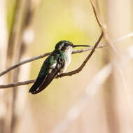 Chlorostilbon mellisugus (Linnaeus 1758) resmi