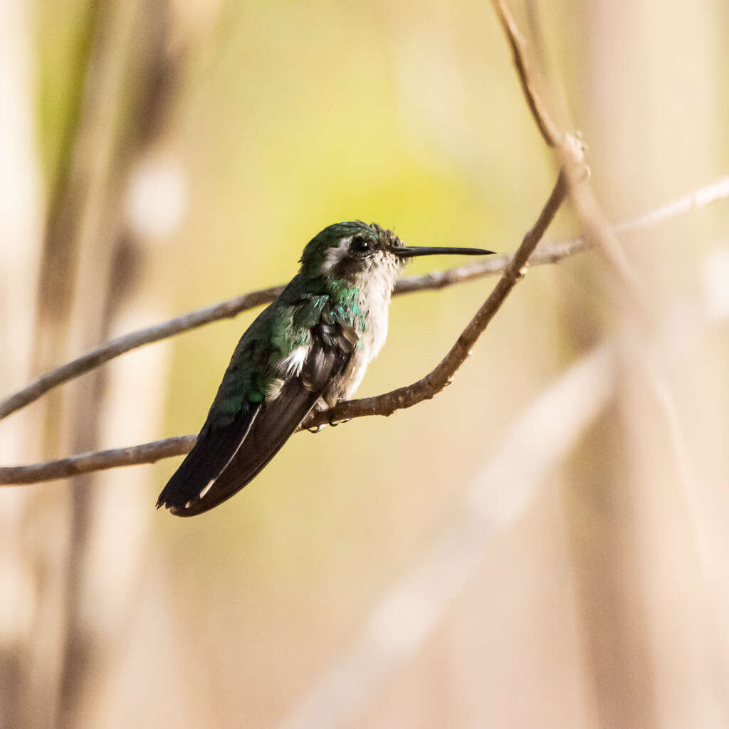 Chlorostilbon mellisugus (Linnaeus 1758) resmi