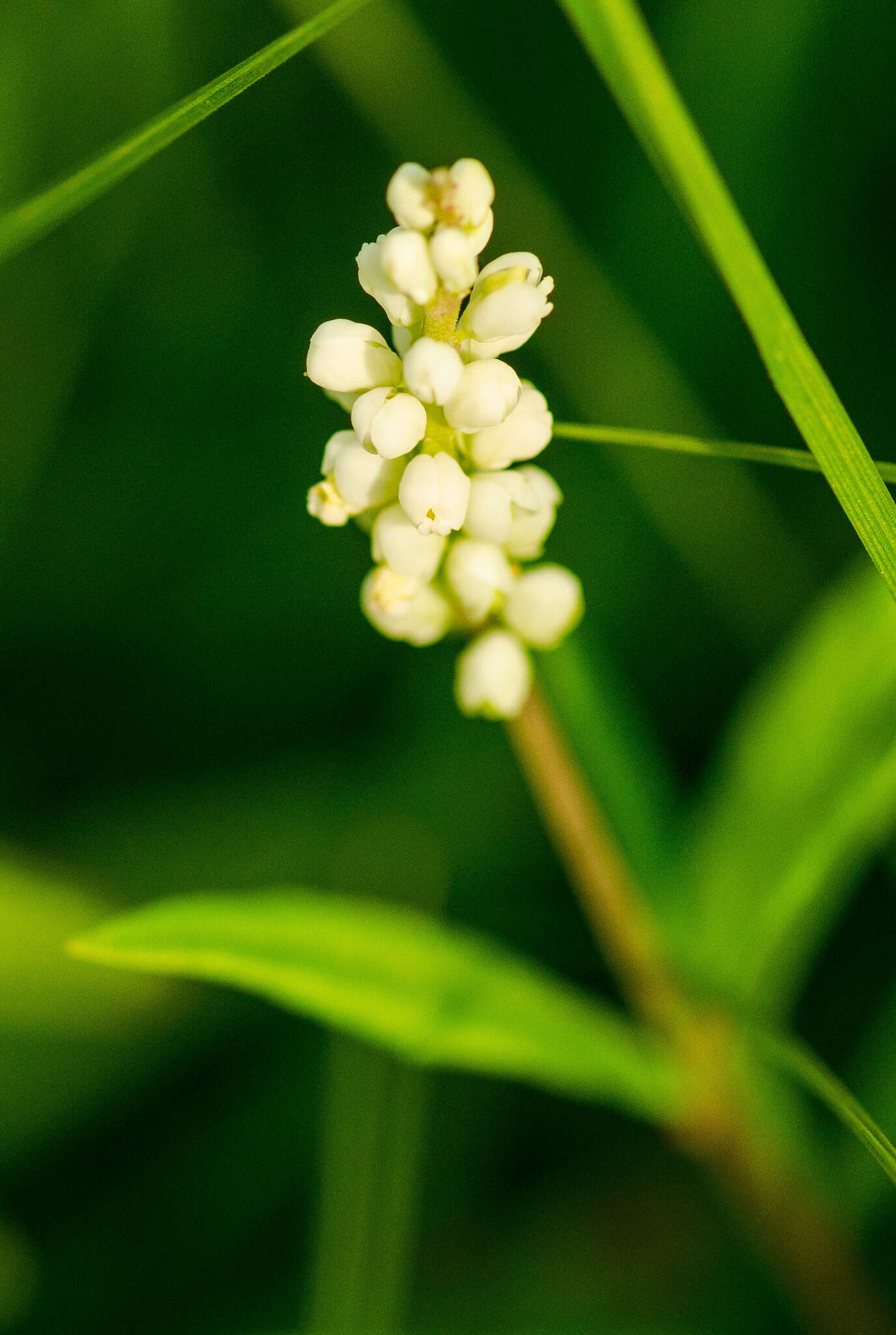 Image of Seneca snakeroot