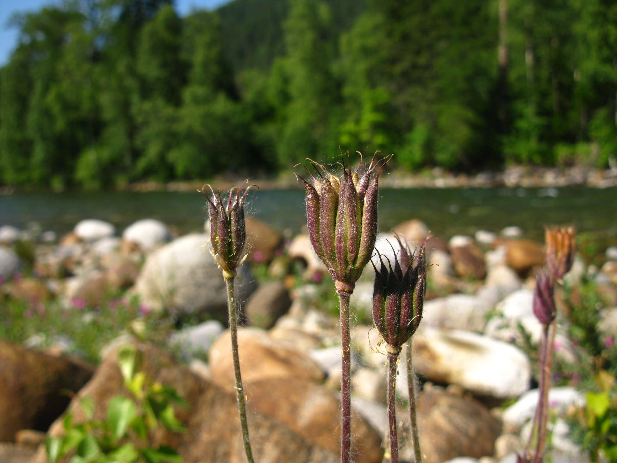 Aquilegia glandulosa Fisch.的圖片