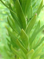 Imagem de Linum monogynum var. chathamicum Cockayne