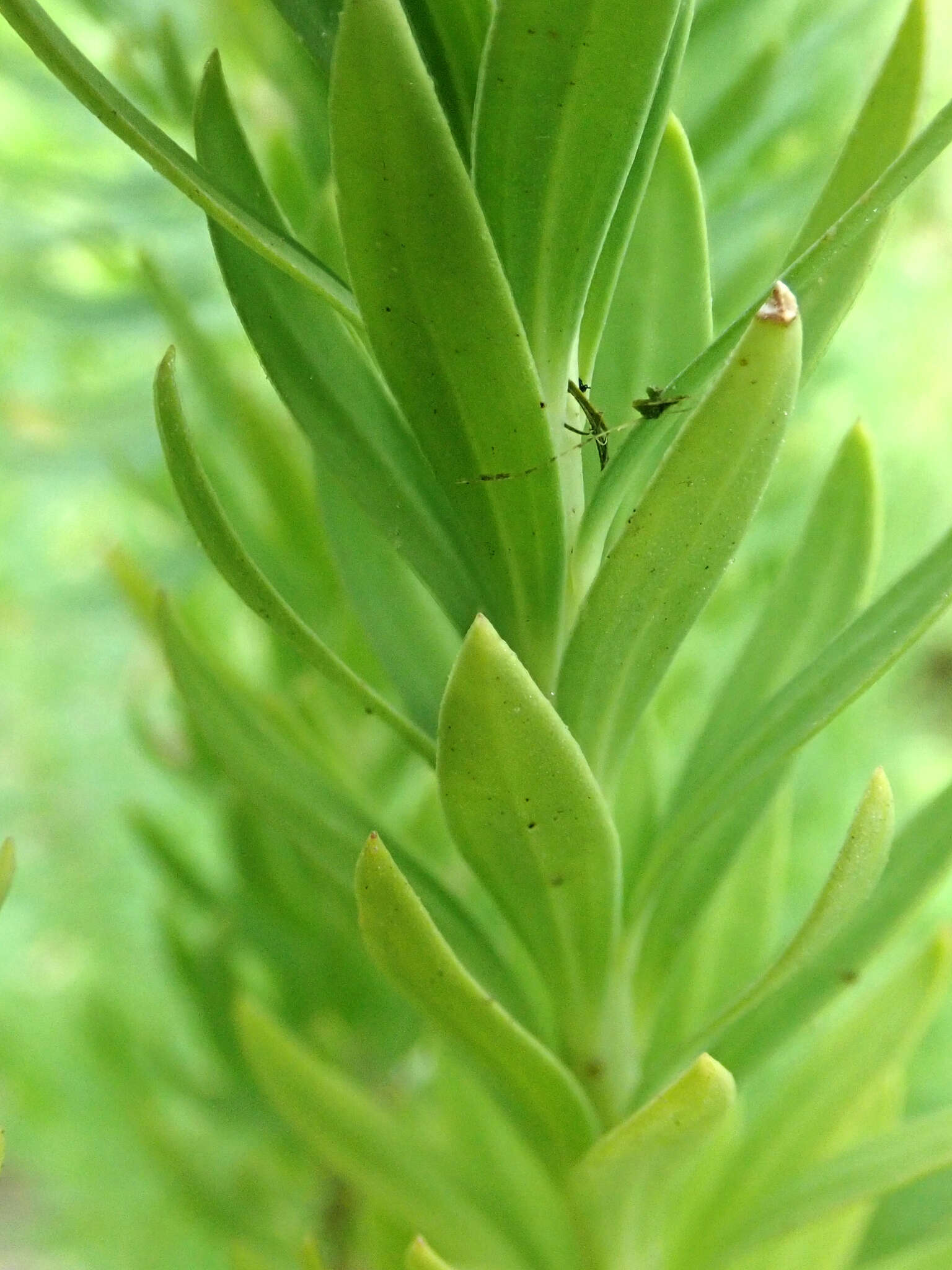 Image of Linum monogynum var. chathamicum Cockayne