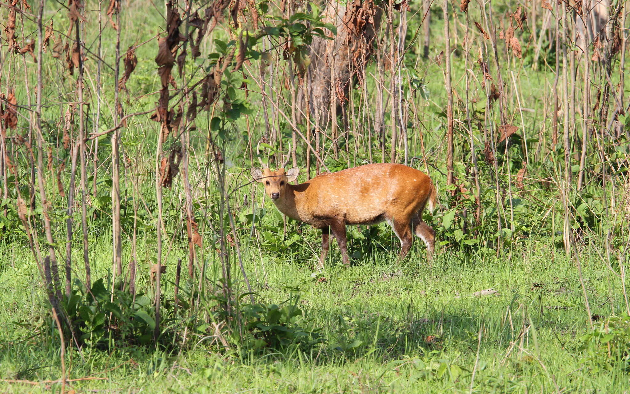 Image of Hog Deer