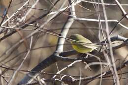 Image of Prairie Warbler