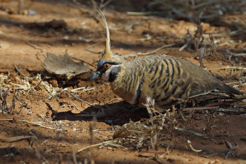 Image of Spinifex Pigeon