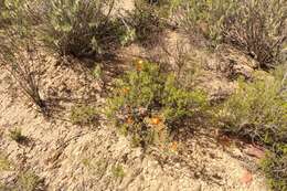 Imagem de Drosanthemum bicolor L. Bol.