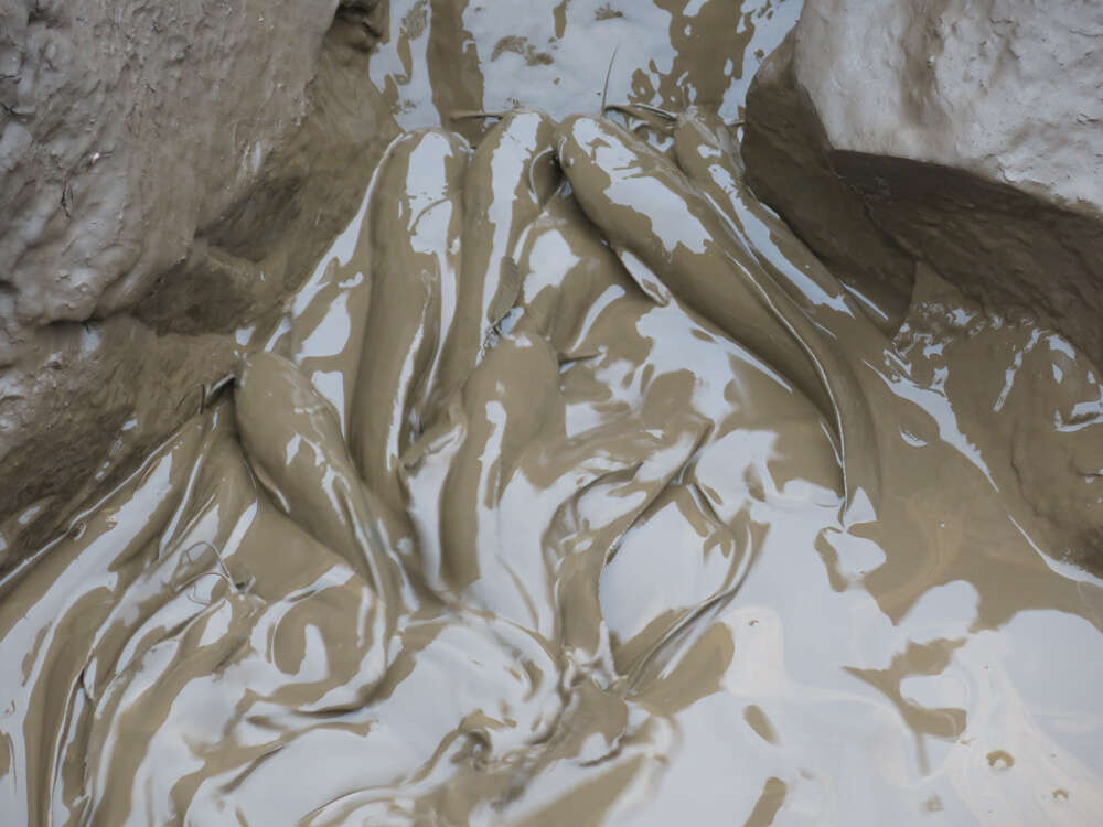 Image of African Catfish