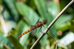 Image of Orthemis aequilibris Calvert 1909