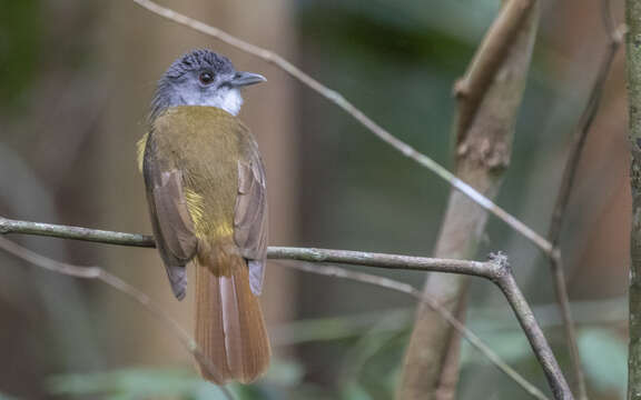 Alophoixus phaeocephalus (Hartlaub 1844)的圖片