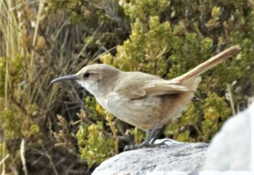 Imagem de Ochetorhynchus andaecola (d'Orbigny & Lafresnaye 1838)