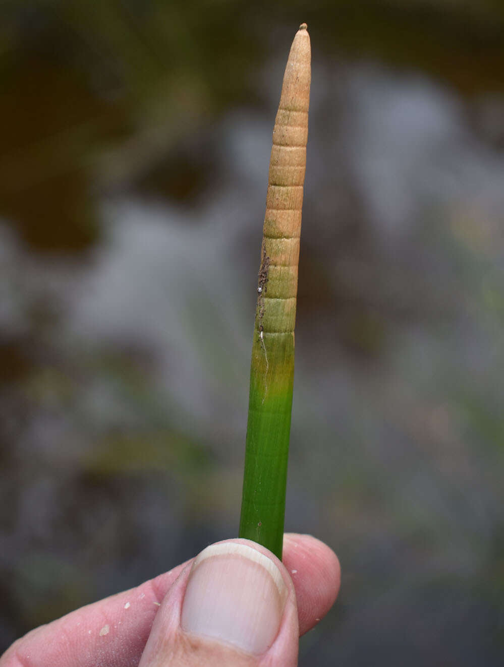 Image of Chinese water chestnut