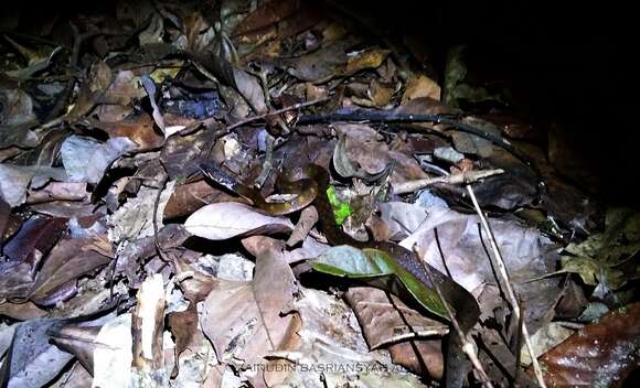 Image of Red-bellied Keelback