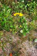 Image of hawkweed