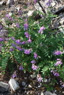 Image of Hedysarum branthii Trautv. & C. A. Mey.