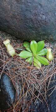 Image of Nepenthes philippinensis Macfarl.