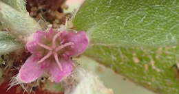 Image of Aizoon portulacaceum (Fenzl ex Harv. & Sond.) Klak