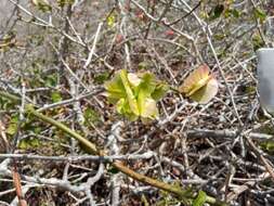 Imagem de Combretum coccineum (Sonn.) Lam.