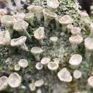 Image of Mealy Pixie-cup Lichen