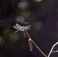 Image of <i>Sympetrum <i>striolatum</i></i> striolatum