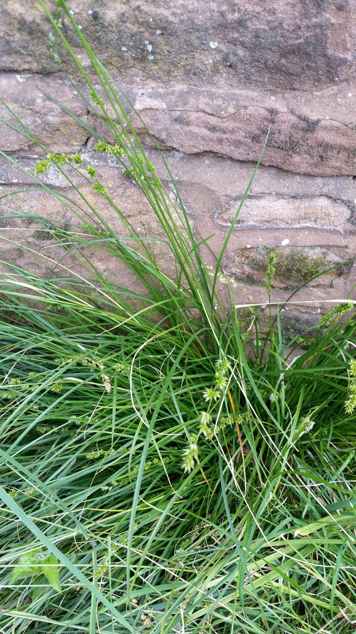 Image of grassland sedge