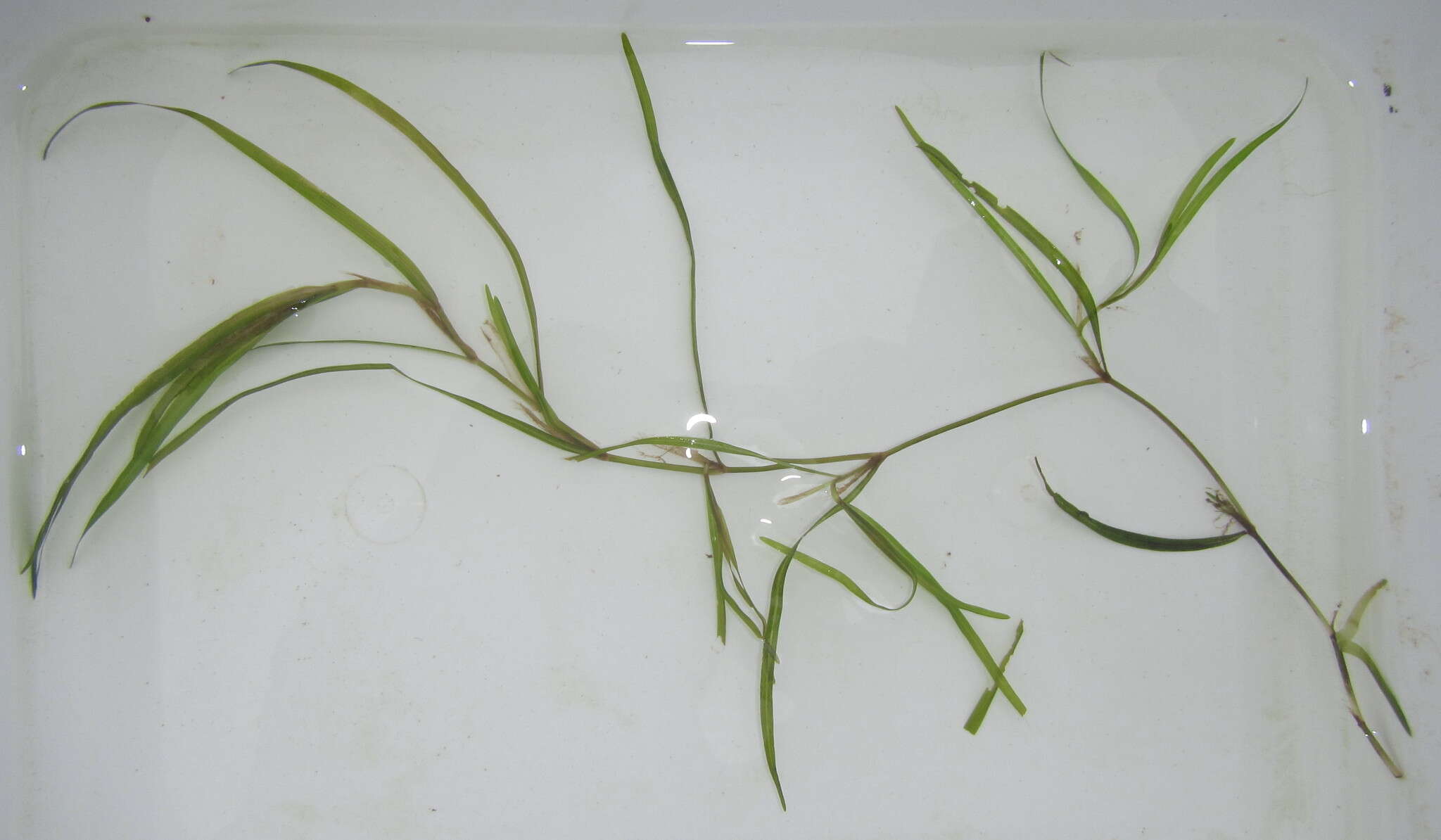 Image of Lesser Pondweed