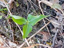 Image of red trillium