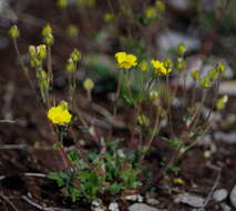 Image of Potentilla hyparctica Malte